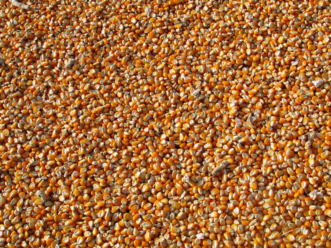 corn-264520_1280