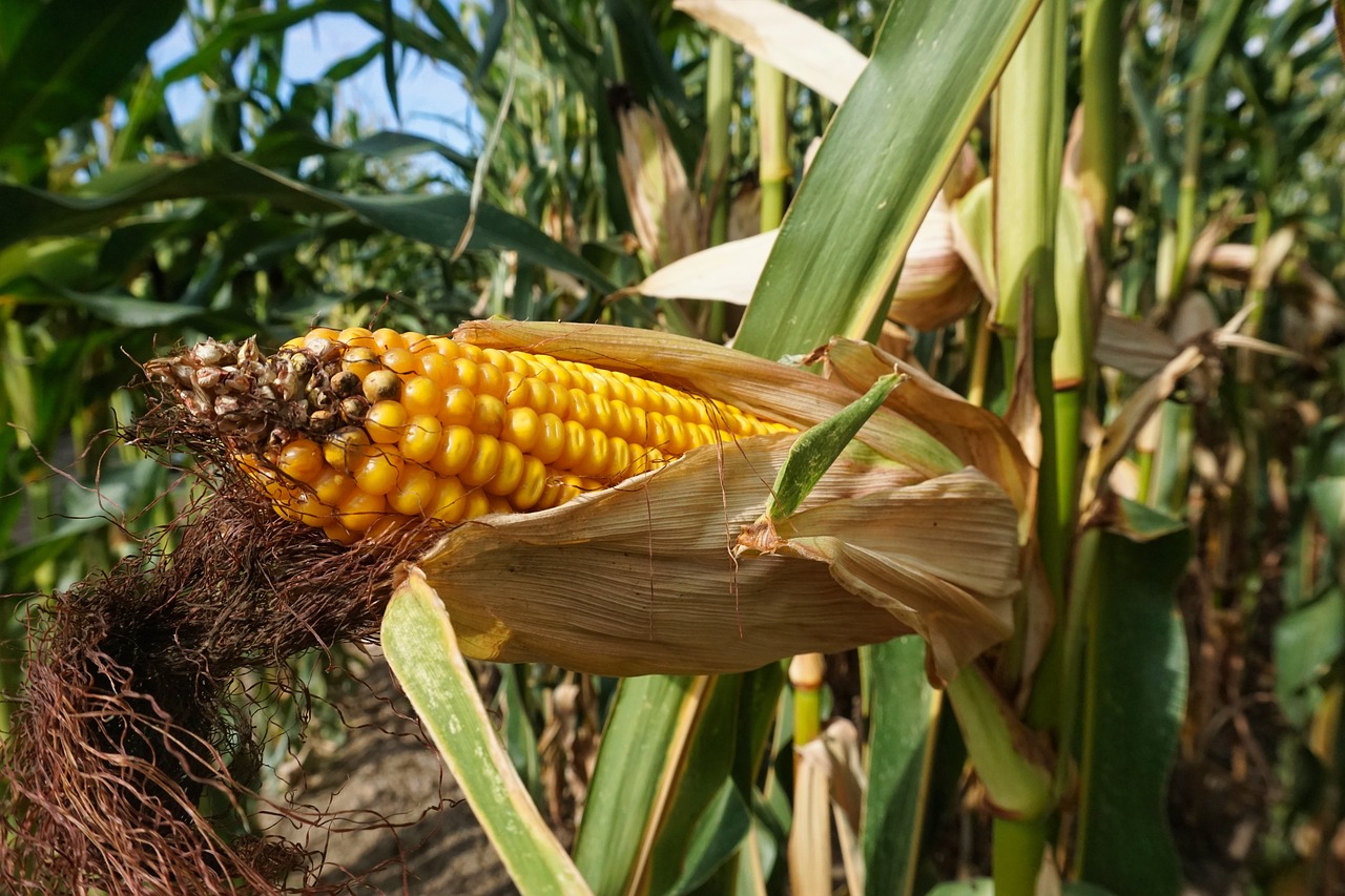 corn-4562086_1280