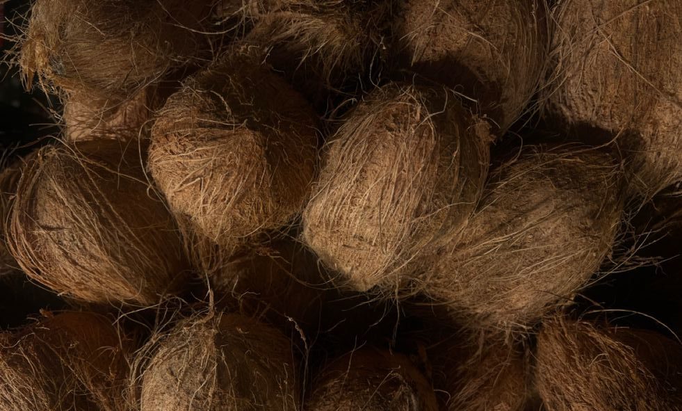 Coconut